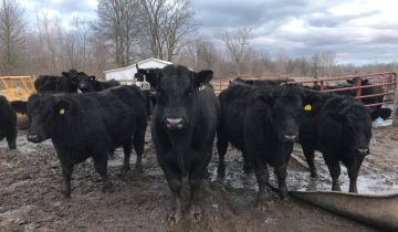 Judd Farms Cattle